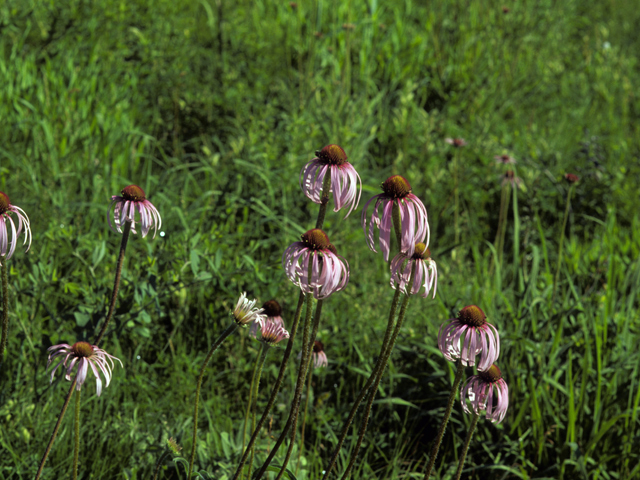 Echinacea pallida (Pale purple coneflower) #22257