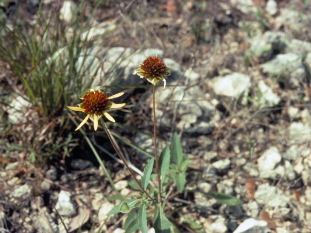 Echinacea paradoxa (Yellow coneflower) #22263