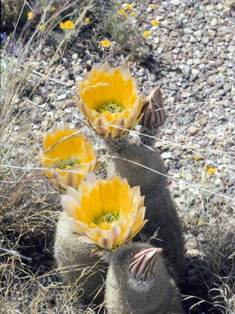 Echinocereus dasyacanthus (Texas rainbow cactus) #22276