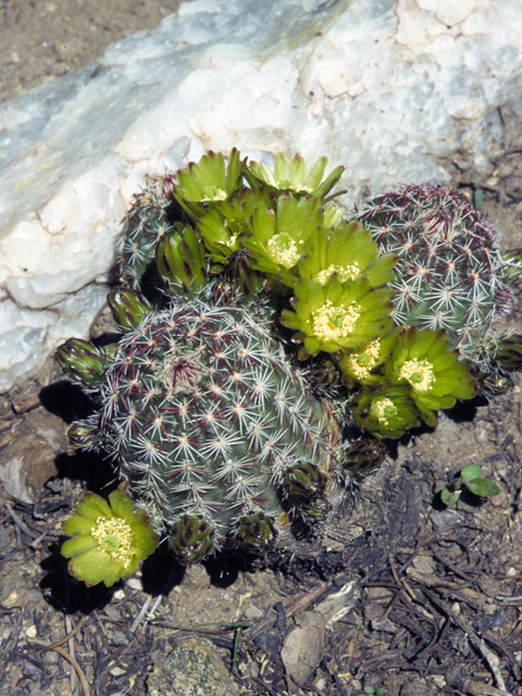 Echinocereus viridiflorus (Nylon hedgehog cactus) #22280