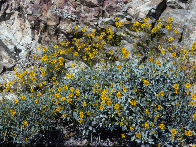 Encelia californica (California brittlebush) #22295