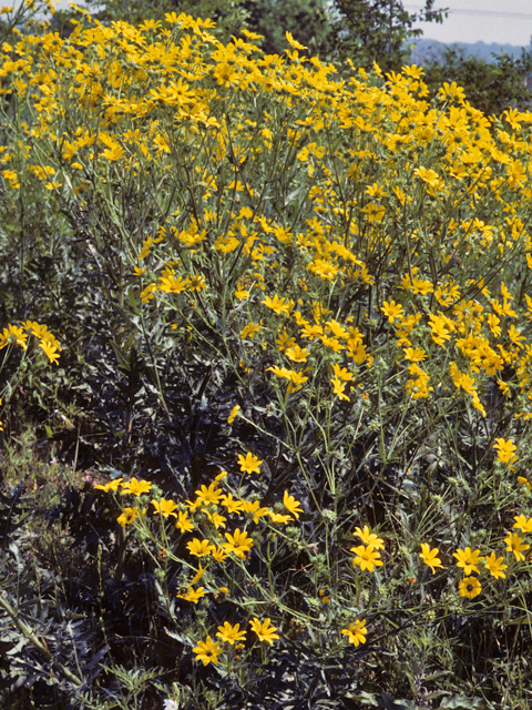 Engelmannia peristenia (Engelmann's daisy) #22303