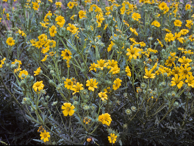 Engelmannia peristenia (Engelmann's daisy) #22304