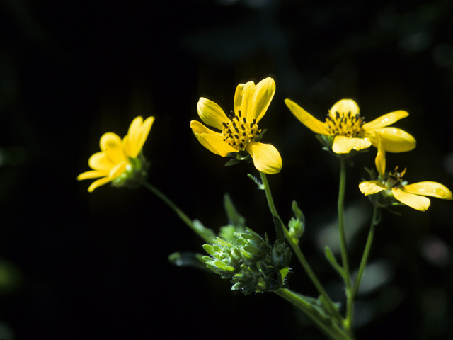 Engelmannia peristenia (Engelmann's daisy) #22306