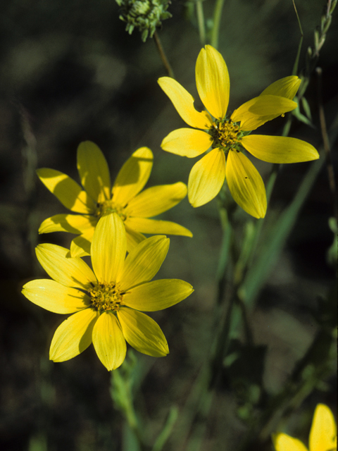 Engelmannia peristenia (Engelmann's daisy) #22307