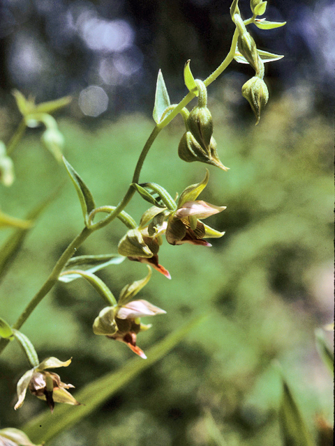 Epipactis gigantea (Stream orchid) #22329