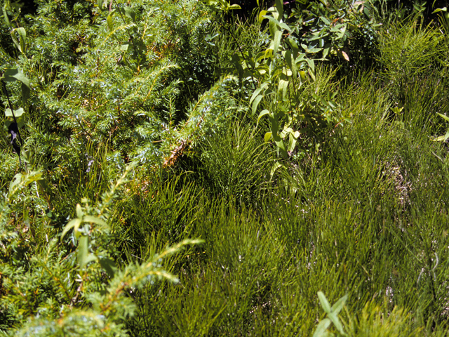 Equisetum arvense (Field horsetail) #22331