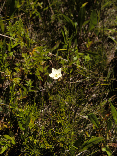 Equisetum arvense (Field horsetail) #22335