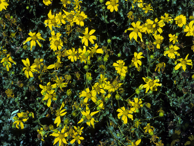 Ericameria linearifolia (Narrowleaf goldenbush) #22344