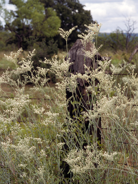 Eriogonum annuum (Annual buckwheat) #22376
