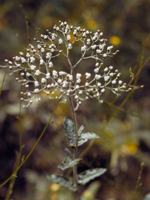Eriogonum annuum (Annual buckwheat) #22378