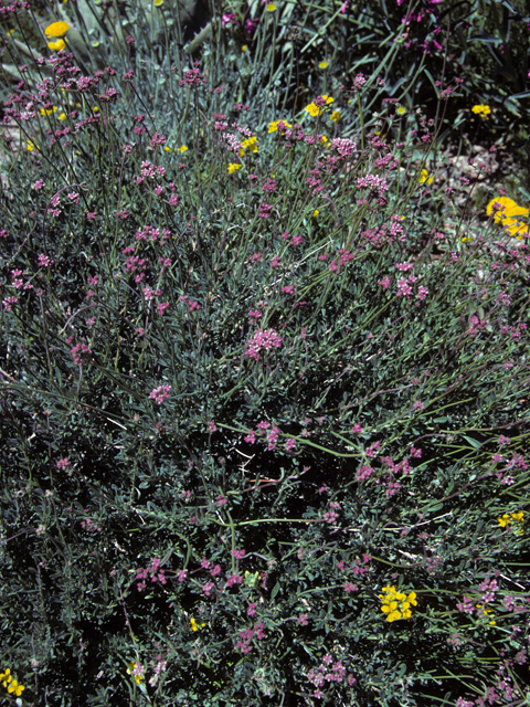 Eriogonum fasciculatum var. polifolium (Eastern mojave buckwheat) #22380