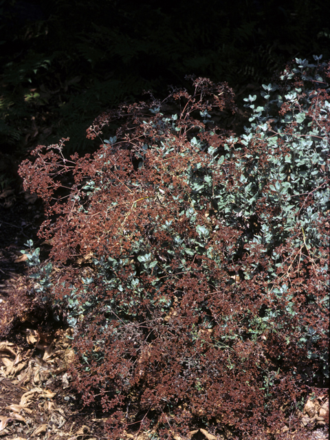 Eriogonum giganteum (St. catherine's lace) #22382