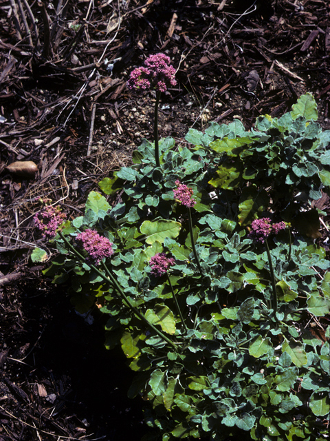 Eriogonum grande var. rubescens (San miguel island buckwheat) #22383