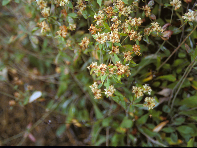 Eriogonum jamesii (James' buckwheat) #22386