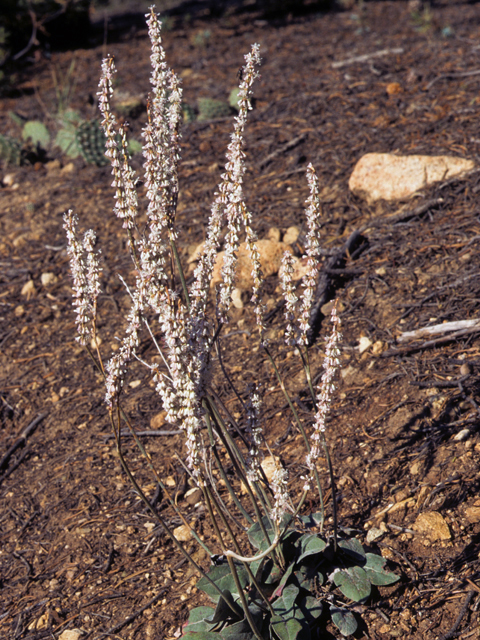 Eriogonum racemosum (Redroot buckwheat) #22392