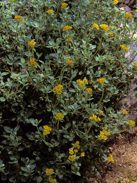 Eriogonum umbellatum var. umbellatum (Sulphur-flower buckwheat) #22394
