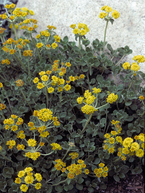 Eriogonum umbellatum var. umbellatum (Sulphur-flower buckwheat) #22395