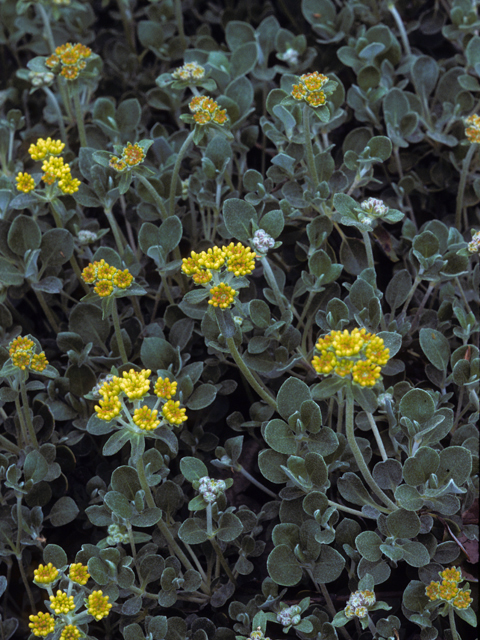 Eriogonum umbellatum var. umbellatum (Sulphur-flower buckwheat) #22396