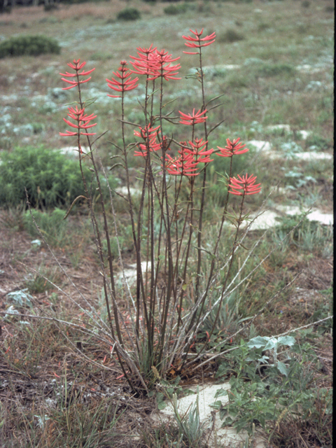 Erythrina herbacea (Coralbean) #22416