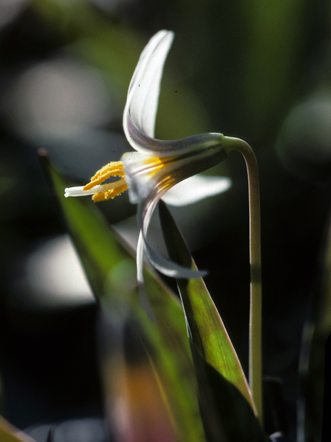 Erythronium albidum (White troutlily) #22423