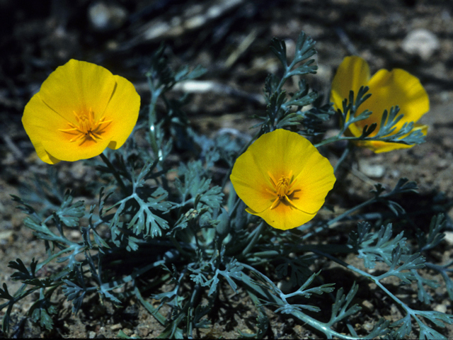 Eschscholzia californica (California poppy) #22424