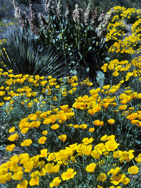 Eschscholzia californica (California poppy) #22426