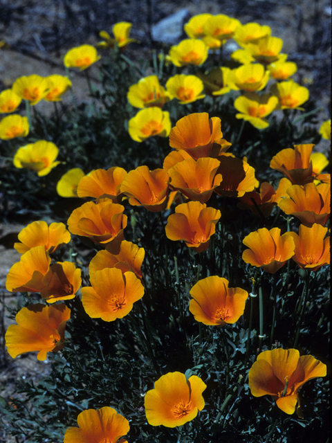 Eschscholzia californica (California poppy) #22427