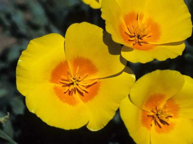 Eschscholzia californica (California poppy) #22429