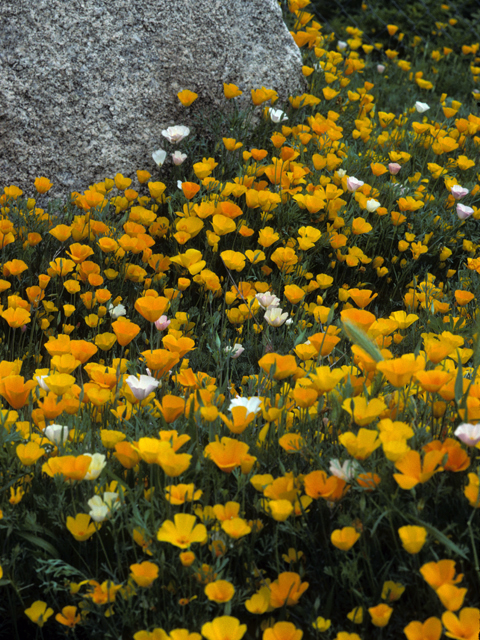 Eschscholzia californica (California poppy) #22430