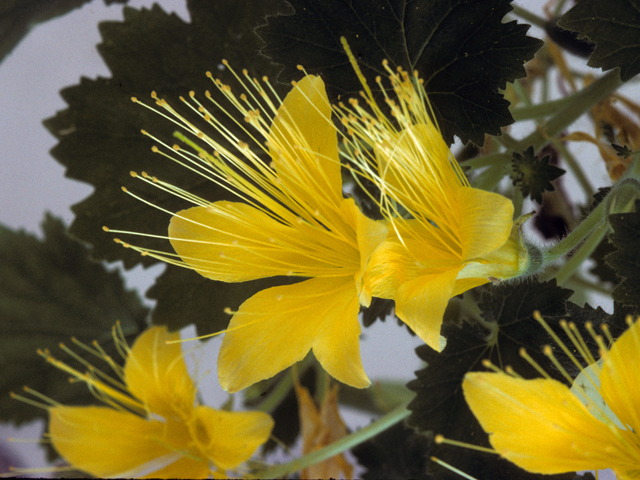 Eucnide bartonioides (Yellow rocknettle) #22434