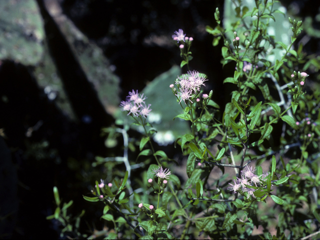 Chromolaena odorata (Blue mistflower) #22454