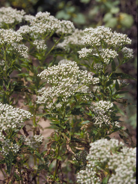 Eupatorium serotinum (Lateflowering thoroughwort) #22461