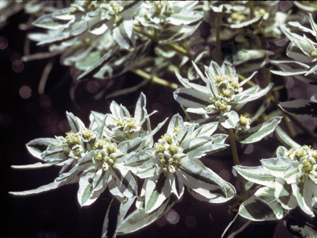 Euphorbia marginata (Snow on the mountain) #22479