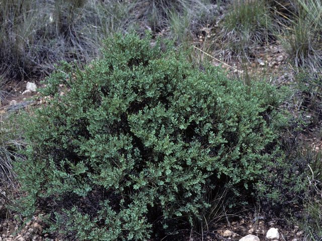 Glossopetalon  spinescens var. planitierum (Plains greasebush) #22529