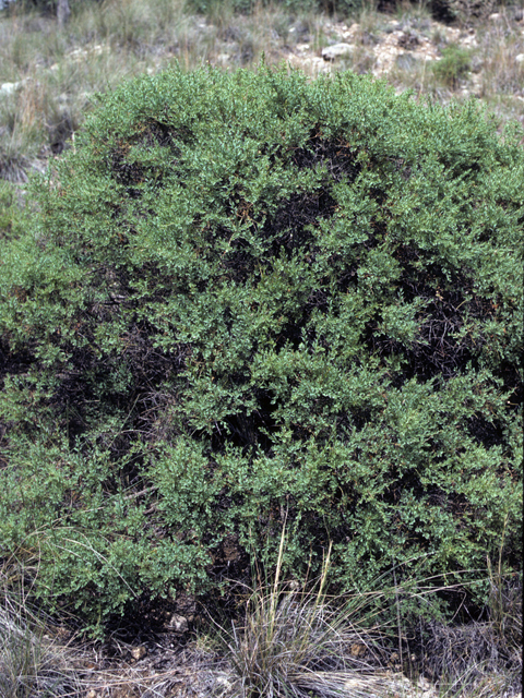 Glossopetalon  spinescens var. planitierum (Plains greasebush) #22530