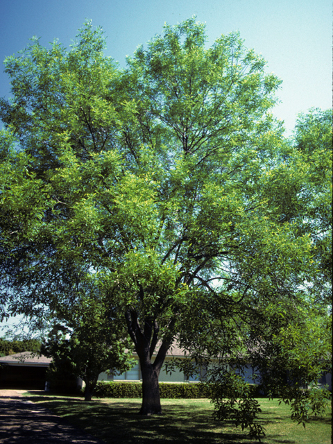 Arizona ash (Fraxinus velutina) - Tree Form