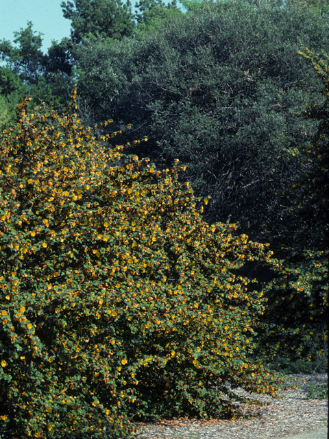 Fremontodendron californicum (California flannelbush) #22566