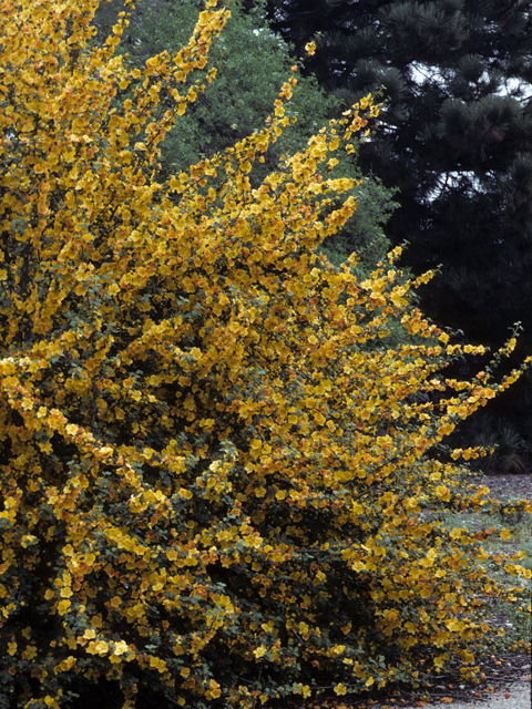 Fremontodendron californicum (California flannelbush) #22567