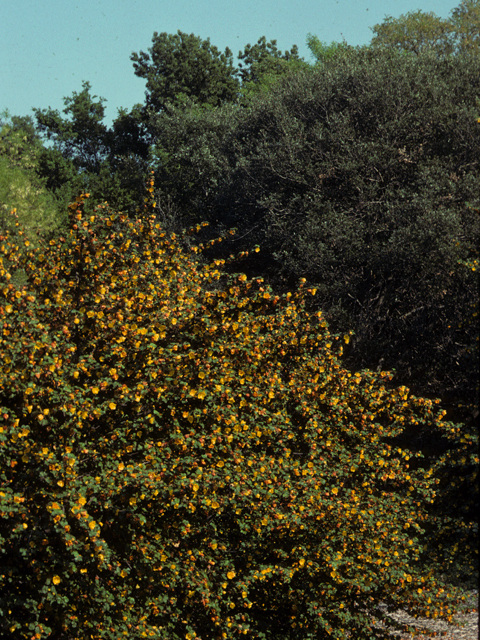 Fremontodendron mexicanum (Mexican flannelbush) #22568