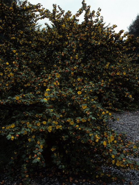Fremontodendron mexicanum (Mexican flannelbush) #22570
