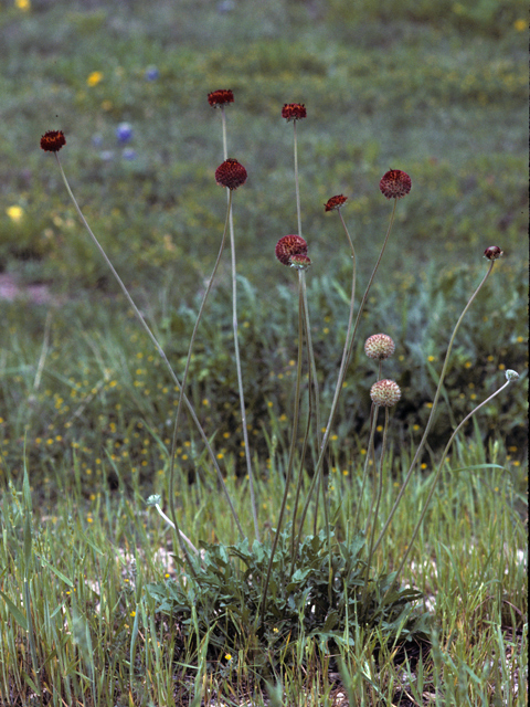Gaillardia suavis (Pincushion daisy) #22591