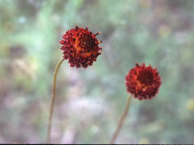 Gaillardia suavis (Pincushion daisy) #22593