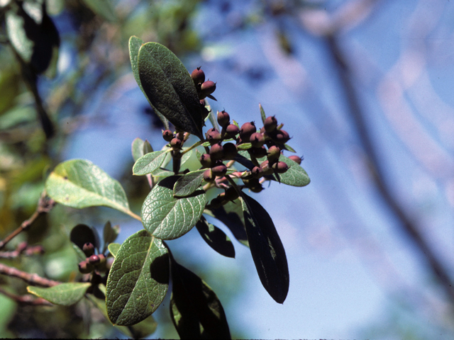 Garrya ovata ssp. lindheimeri (Lindheimer's silktassel) #22600
