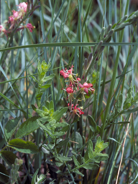 Oenothera suffrutescens (Scarlet beeblossom) #22606