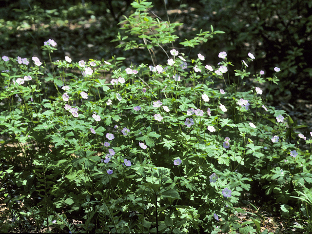 Geranium maculatum (Spotted geranium) #22626