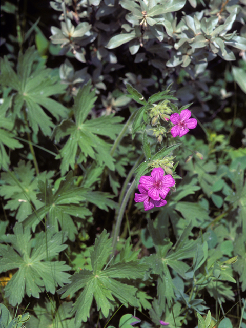 Geranium viscosissimum (Sticky purple geranium) #22629