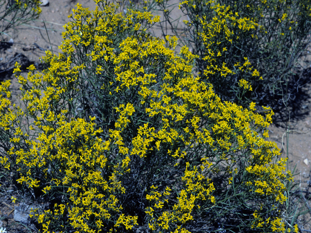 Gutierrezia sarothrae (Broom snakeweed) #22646