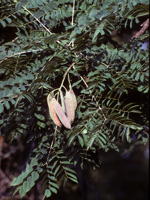 Gymnocladus dioicus (Kentucky coffeetree) #22649