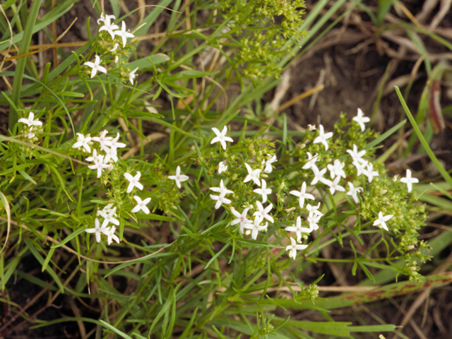 Stenaria nigricans var. nigricans (Diamondflowers) #22665